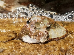 Scutellastra granularis