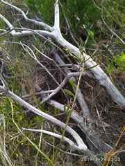 Osteospermum ciliatum