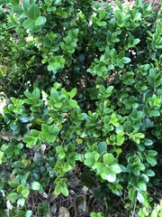 Buxus microphylla