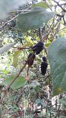 Helicteres brevispira