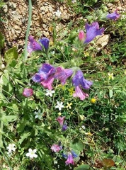 Echium plantagineum