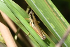 Paroxya