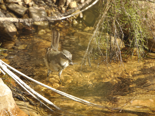 Motacilla capensis