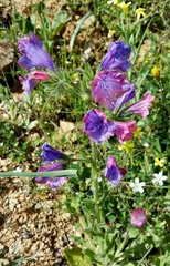Echium plantagineum