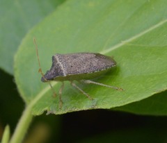 Euschistus obscurus