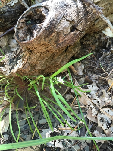 iNaturalist observation photo of Pussypaw Family