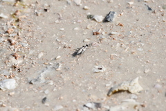 Habroscelimorpha dorsalis saulcyi