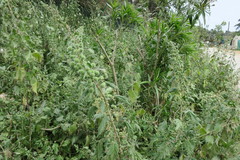 Urtica pilulifera