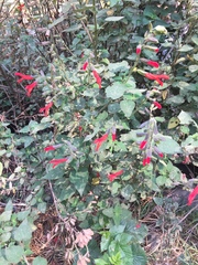 Salvia gesneriiflora
