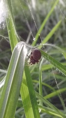Araneus granadensis