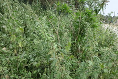 Urtica pilulifera