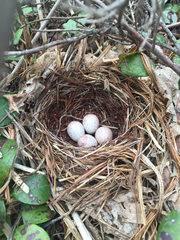 Pipilo erythrophthalmus