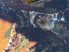 Anthopleura michaelseni