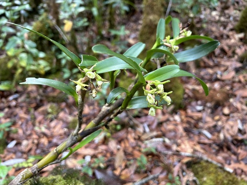 Epidendrum campbellstigma Hágsater & García-Cruz
