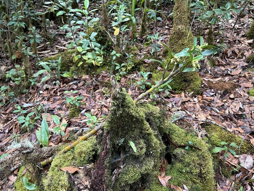 Epidendrum campbellstigma Hágsater & García-Cruz 2