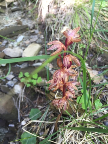 iNaturalist observation photo of Striped Coralroot