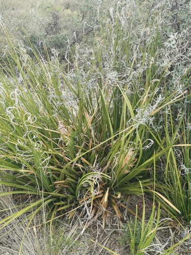 Nolina cespitifera