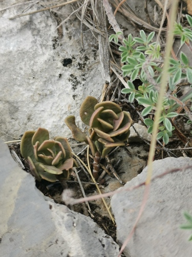 Anacampseros coahuilensis (Anacampseros coahuilensis)