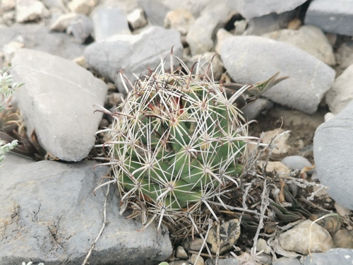 Coryphantha hintoniorum