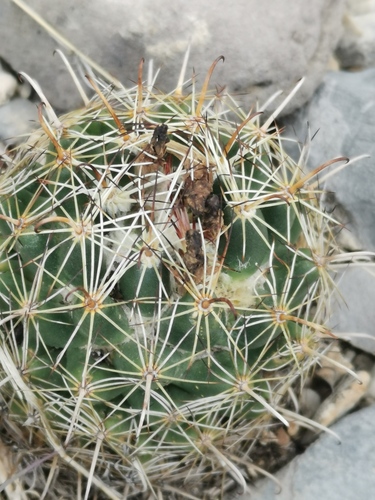 Coryphantha hintoniorum