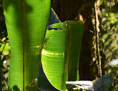 Heliconia latispatha