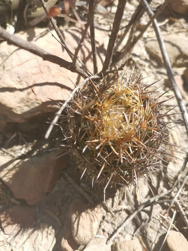 Coryphantha difficilis