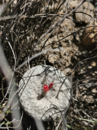 Epithelantha bokei