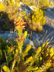 Erica abietina