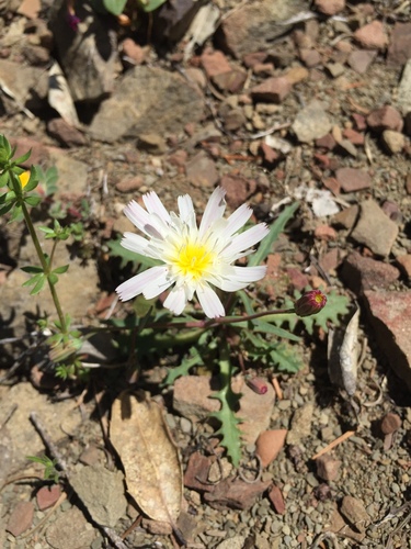 iNaturalist observation photo of Woolly Desertdandelion