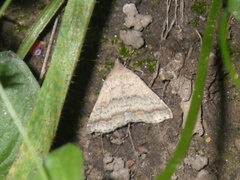 Tetanolita palligera