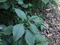 Ocimum carnosum
