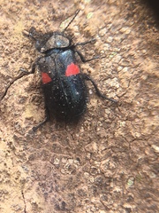 Astylus aulicus