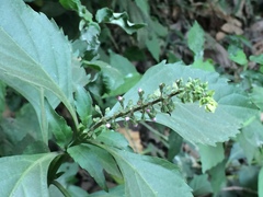 Ocimum carnosum