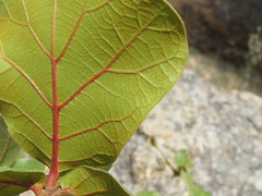 Quercus jonesii