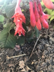 Fuchsia triphylla