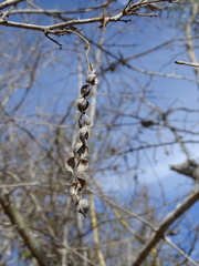 Piptadenia obliqua
