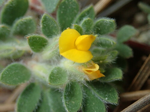 Image of Acmispon brachycarpus by (c) Cricket Raspet, some rights reserved (CC BY)