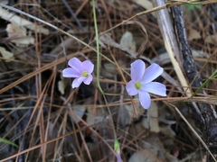 Oxalis dentata