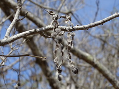 Piptadenia obliqua