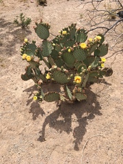 Opuntia macrocentra macrocentra