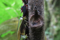 Alchisme tridentata