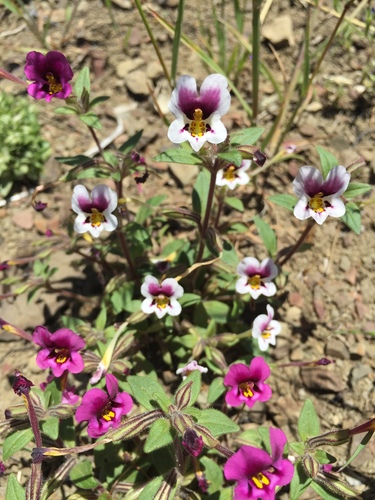 iNaturalist observation photo of Kellogg's monkeyflower
