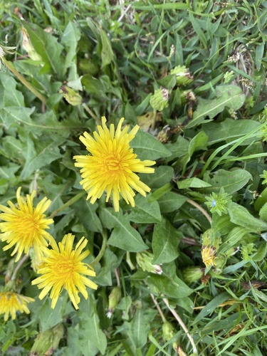Taraxacum platycarpum iNat (3)