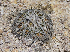 Echinofossulocactus phyllacanthus