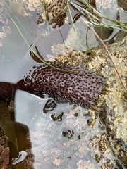 Chondracanthus spinosus