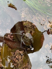 Chondracanthus spinosus