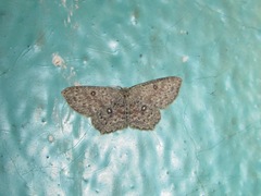 Cyclophora pendularia
