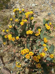 Opuntia macrocentra macrocentra