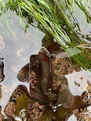 Chondracanthus spinosus