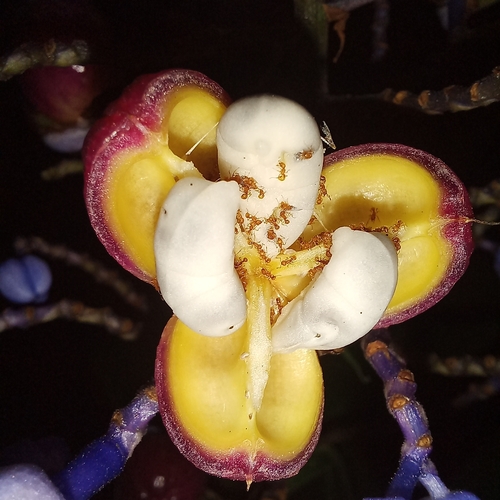 Dichorisandra thyrsiflora